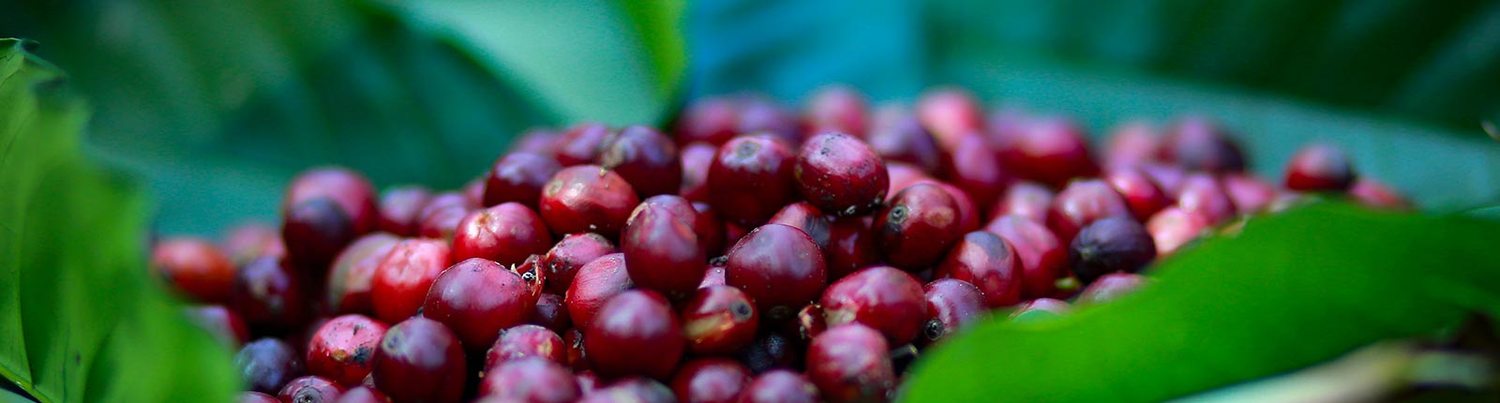 Ripe Robusta coffee cherries on the branch, Wayanad