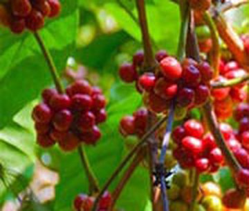 Ripe Robusta coffee cherries on the branch
