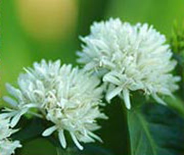 White coffee blossoms
