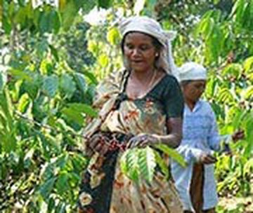 Wayanad growers picking coffee