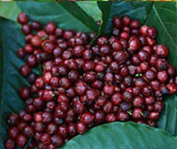 Freshly harvested red coffee cherries