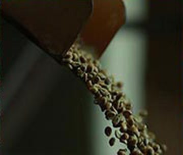 Pepper drying on the estate