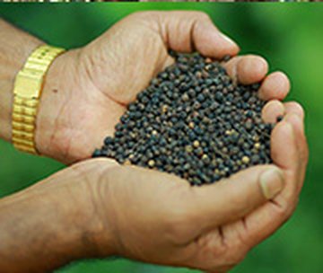 A handful of dried black pepper