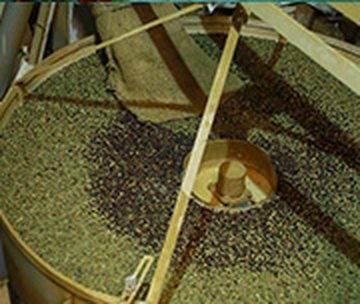 Coffee sun-drying on a bamboo tray