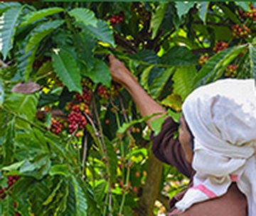 A grower harvesting ripe cherries