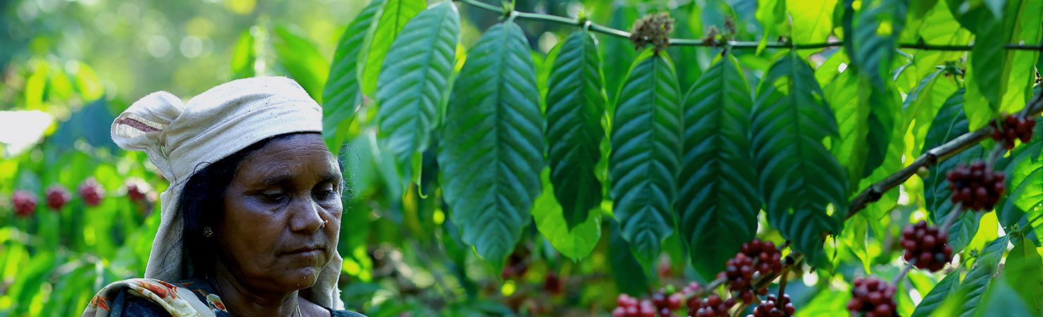A Wayanad grower hand-picking ripe coffee cherries on a Moolakara member estate