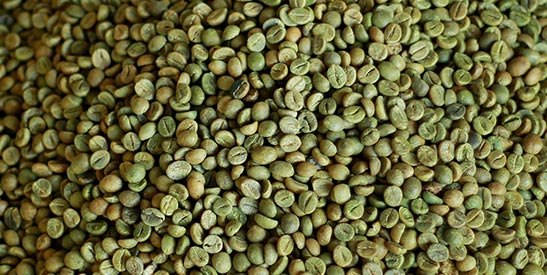 Green Robusta coffee beans