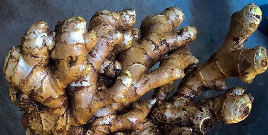 Fresh Wayanad ginger rhizome
